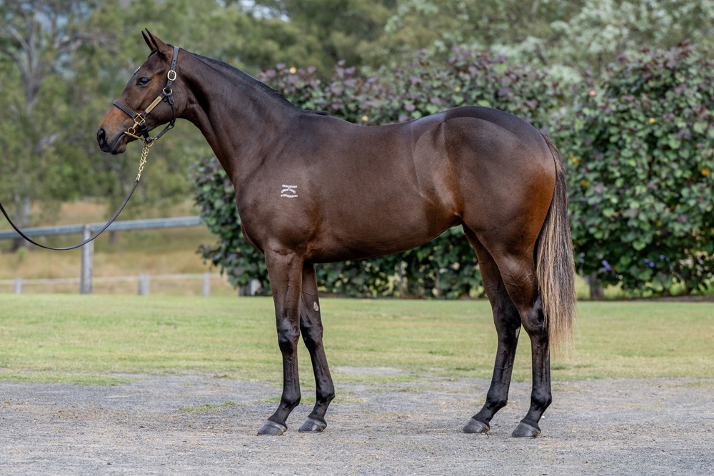 Brave Smash (JPN) / Marbled (AUS) 2023 Filly - Image 1