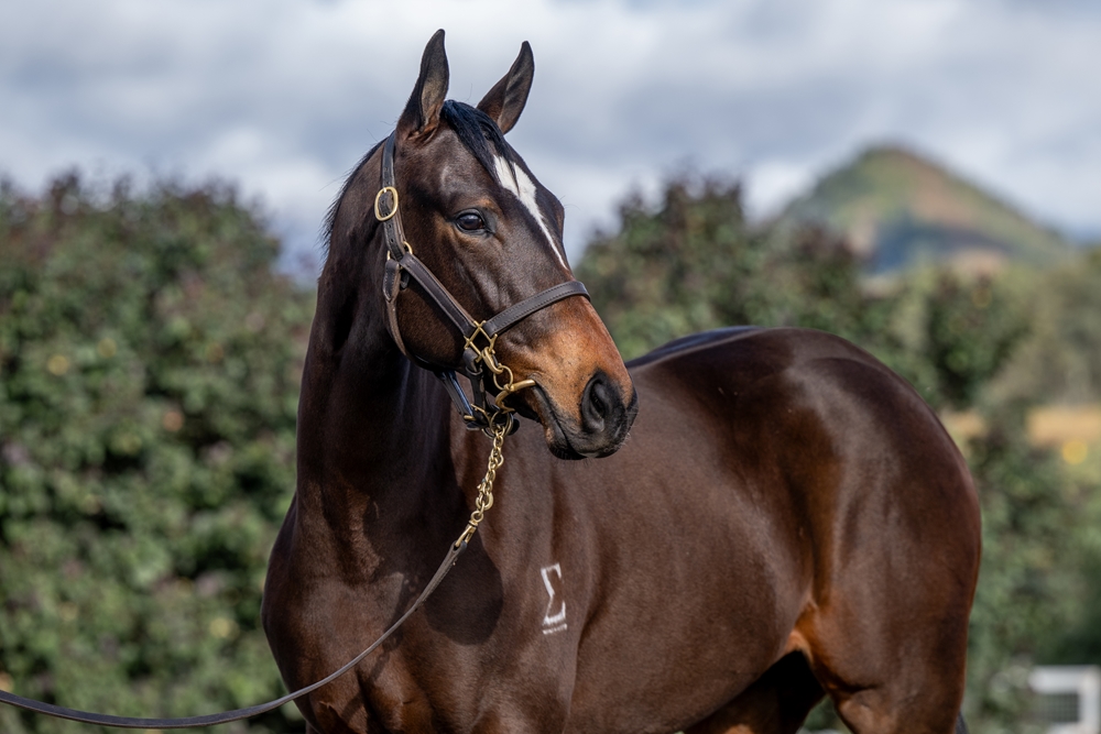 Captivant (AUS) / I'm a Shampion (NZ) 2023 Filly - Image 2