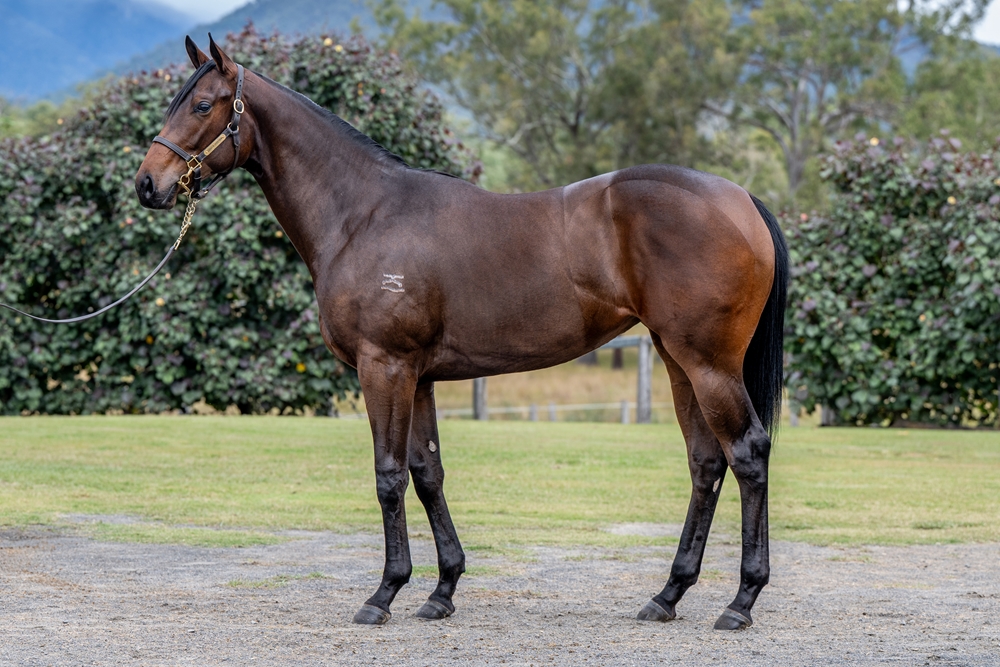 Glenfiddich (AUS) / Carbost (AUS) 2023 Filly - Image 1