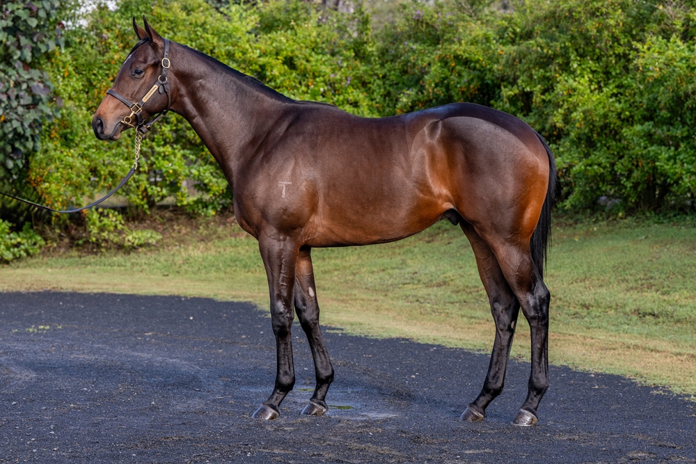 Supido (AUS) / Estelle (AUS) 2023 Colt - Image 1