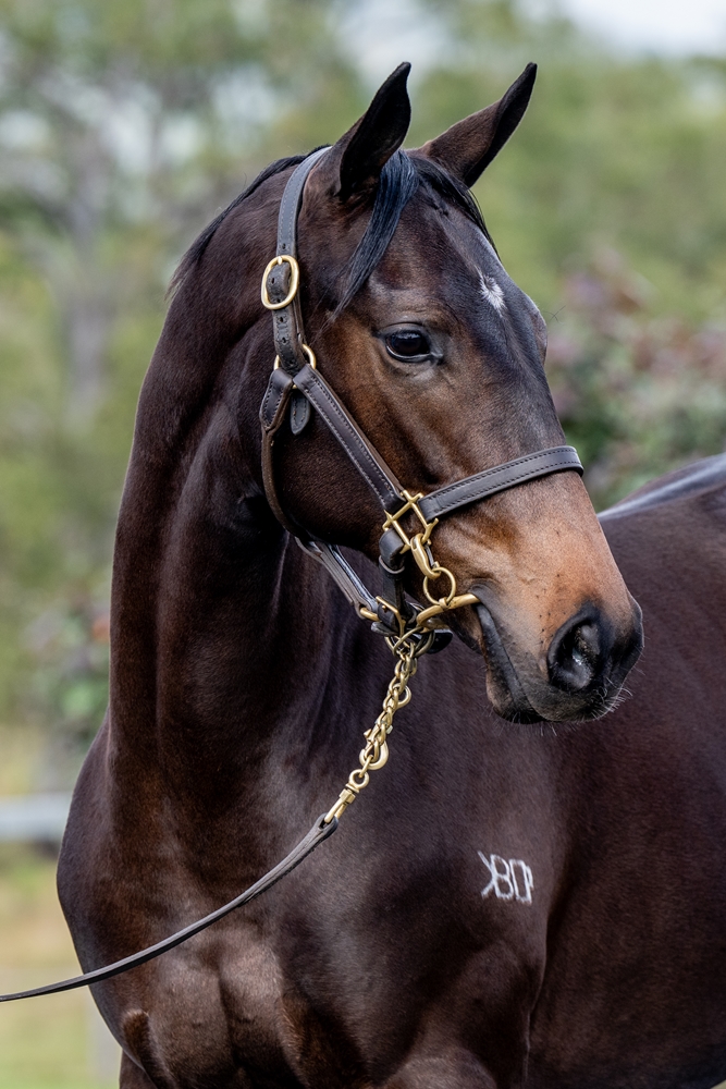 Glenfiddich (AUS) / Licenced to Win (AUS) 2023 Filly - Image 2