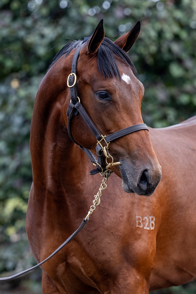 Xtravagant (NZ) / Leinan (USA) 2023 Colt - Image 2