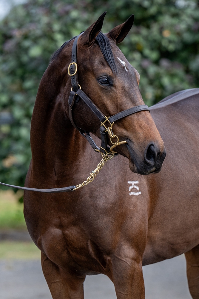 Brave Smash (JPN) / Marbled (AUS) 2023 Filly - Image 2