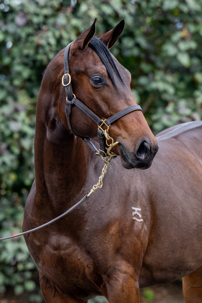 Glenfiddich (AUS) / Carbost (AUS) 2023 Filly - Image 2
