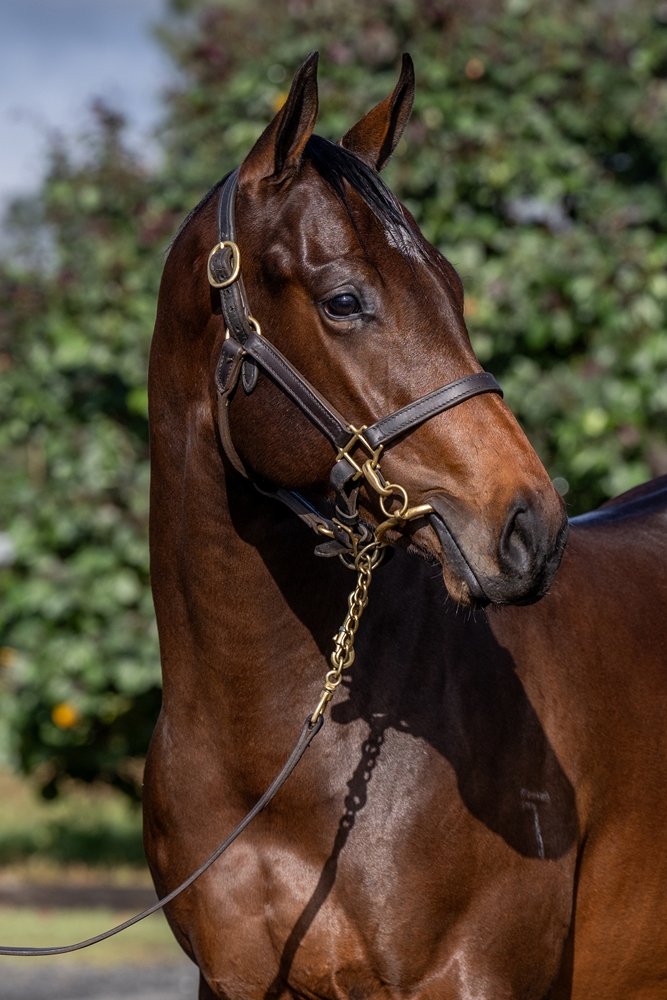 Supido (AUS) / Estelle (AUS) 2023 Colt - Image 2