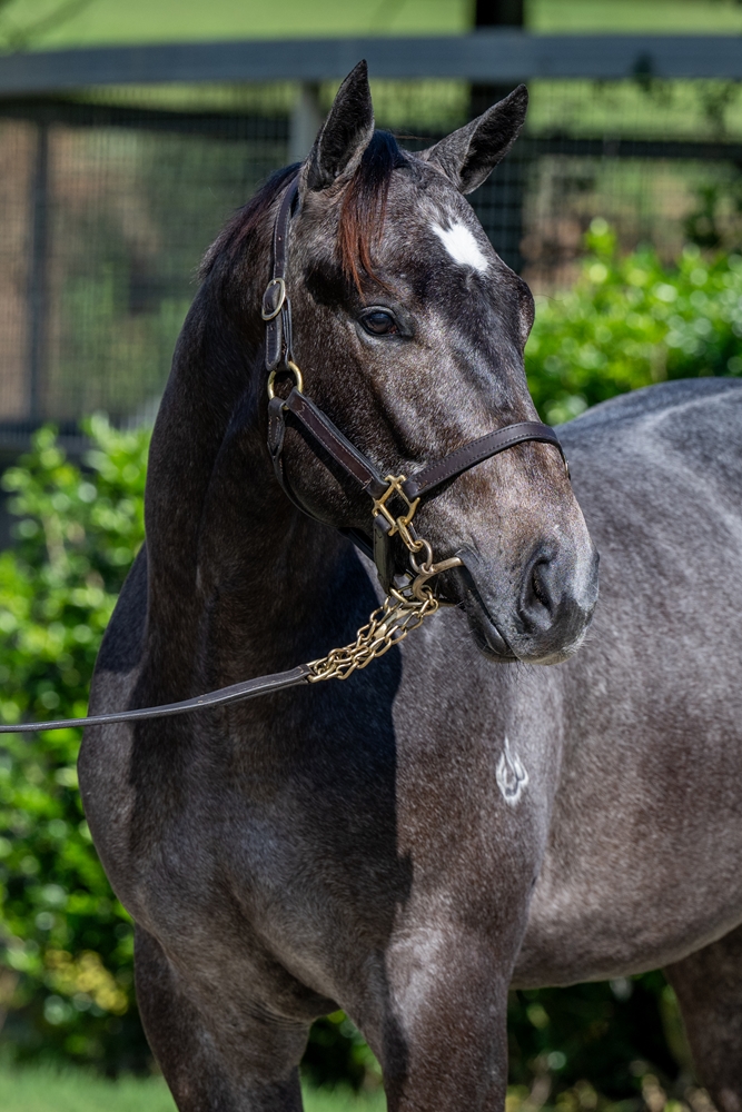 Frosted (USA) / Maddie de Belle (AUS) 2023 Colt - Image 1