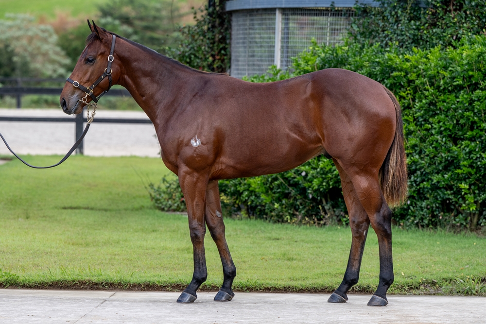 Smart Missile (AUS) / Psalmody (USA) 2023 Colt - Image 1
