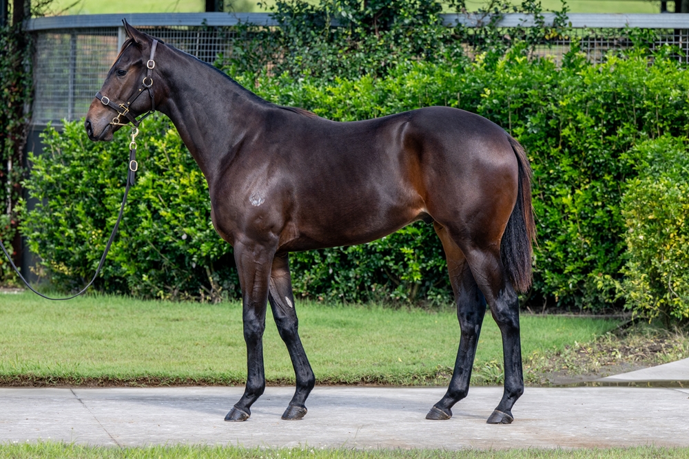 Cool Aza Beel (NZ) / Couvre Lit (AUS) 2023 Colt - Image 1