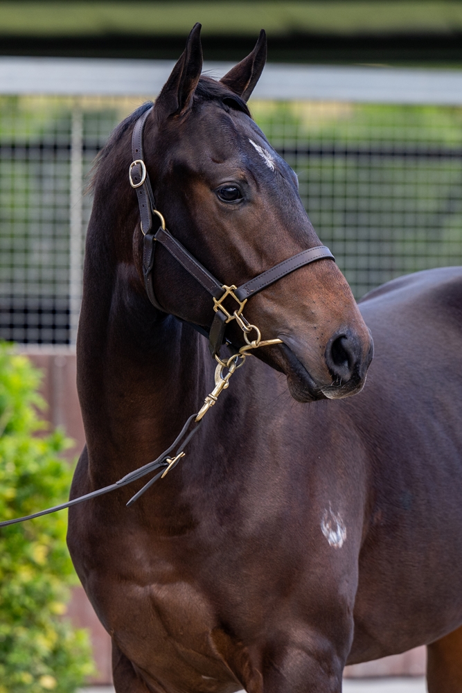 Cool Aza Beel (NZ) / Couvre Lit (AUS) 2023 Colt - Image 2