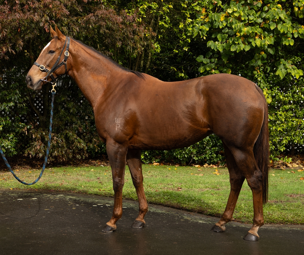 Babylon Berlin (AUS) - Image 1