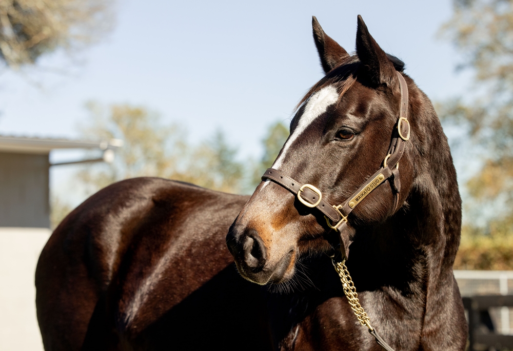 Ounce (NZ) - Image 1