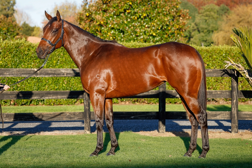 Bella Voce (AUS) - Image 1