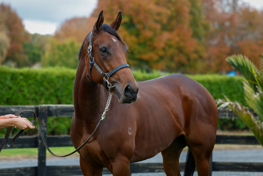 Bella Voce (AUS) - Image 2