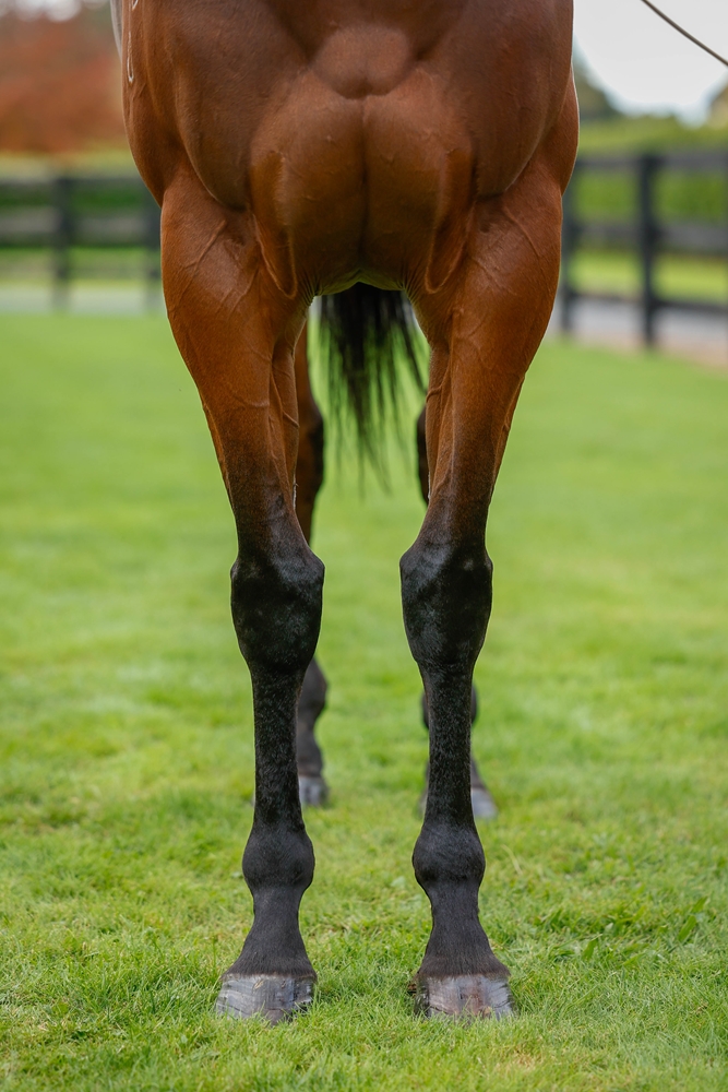 Bella Voce (AUS) - Image 3