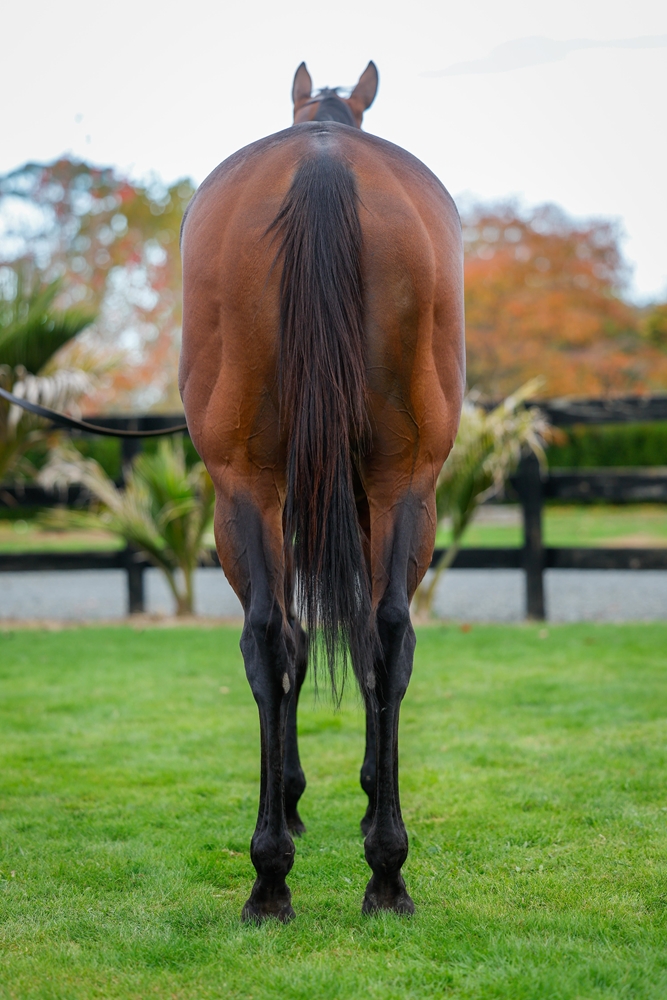 Bella Voce (AUS) - Image 4