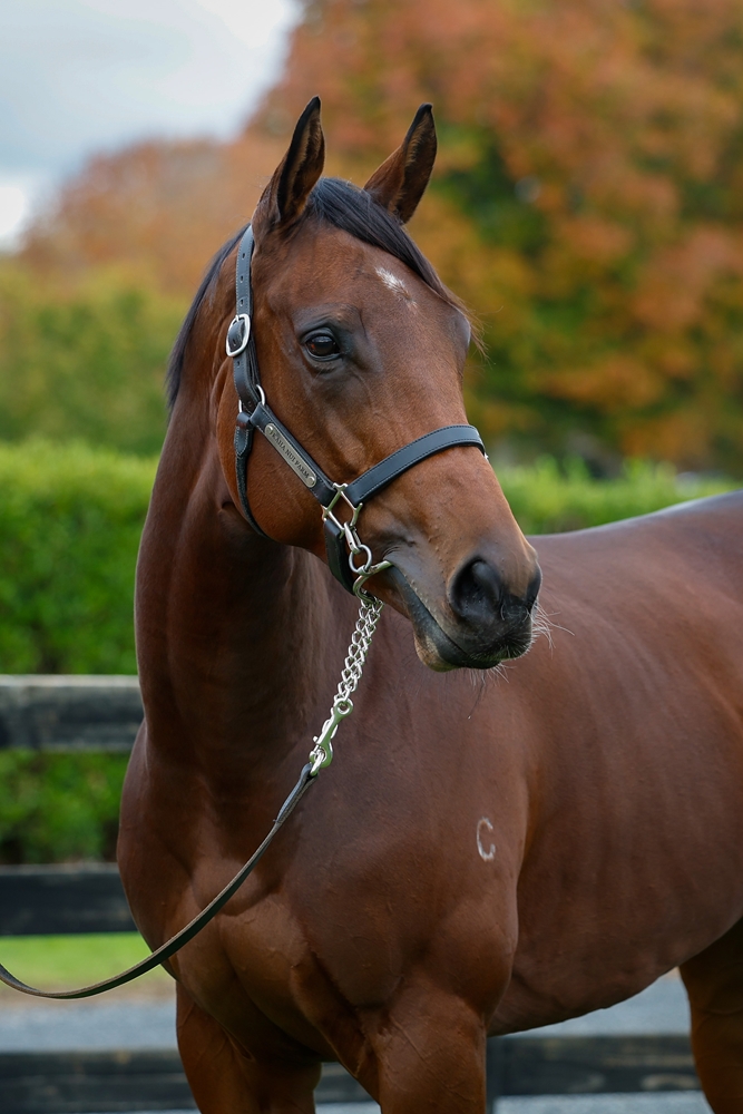 Bella Voce (AUS) - Image 5