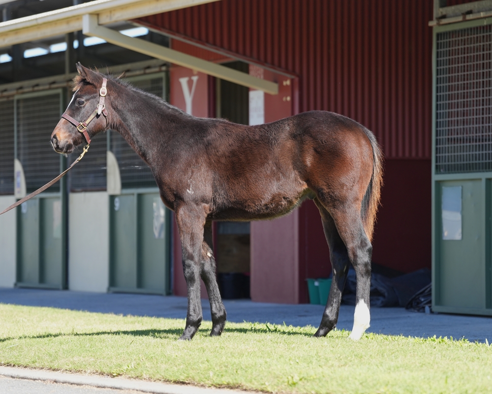 North Pacific (AUS) / Kalahari Princess (AUS) 2024 Colt - Image 1