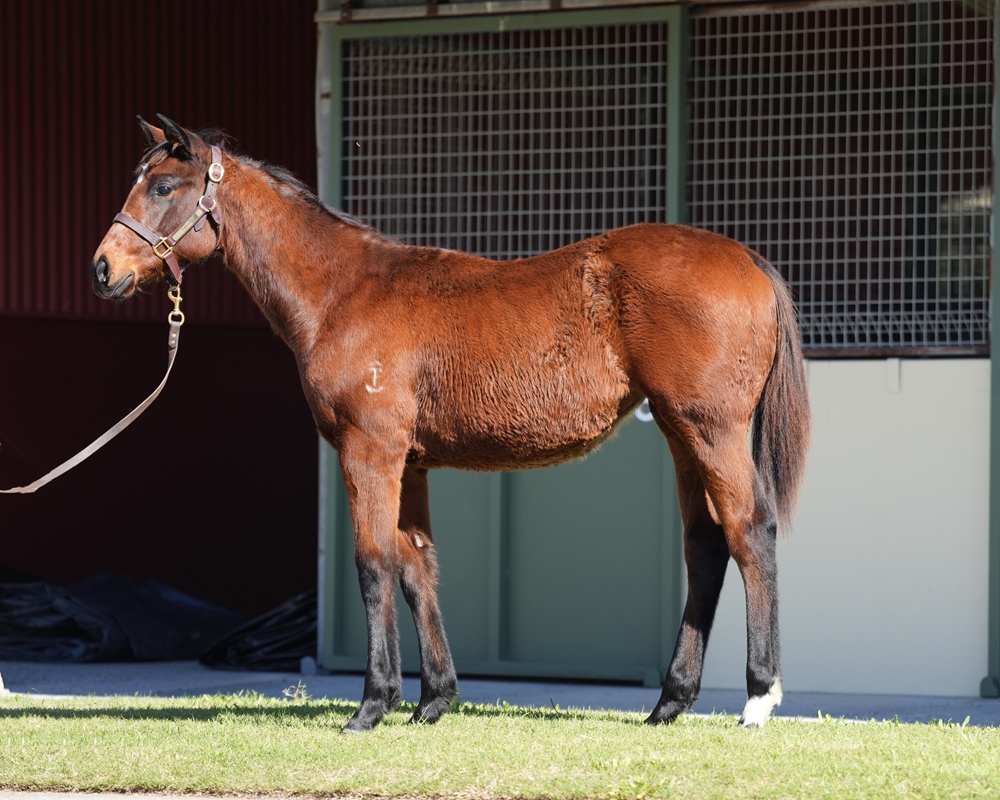 Tassort (AUS) / Malakiya (AUS) 2024 Filly - Image 1