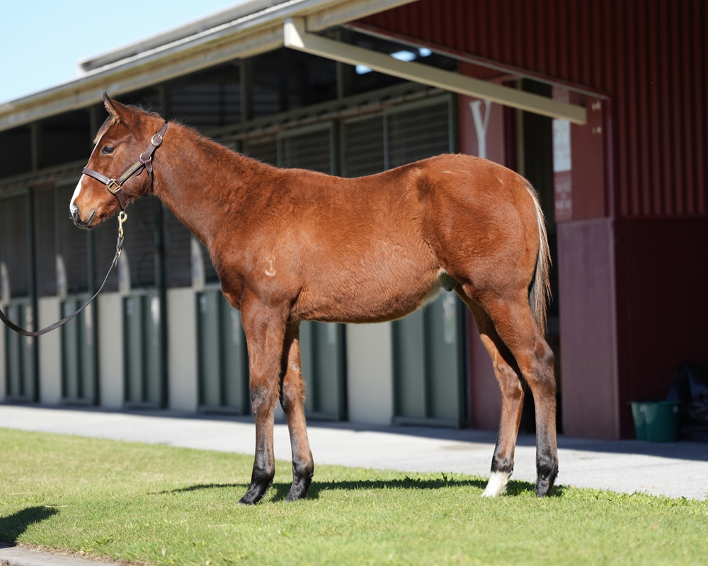 Farnan (AUS) / Showthemoff (NZ) 2024 Colt - Image 1