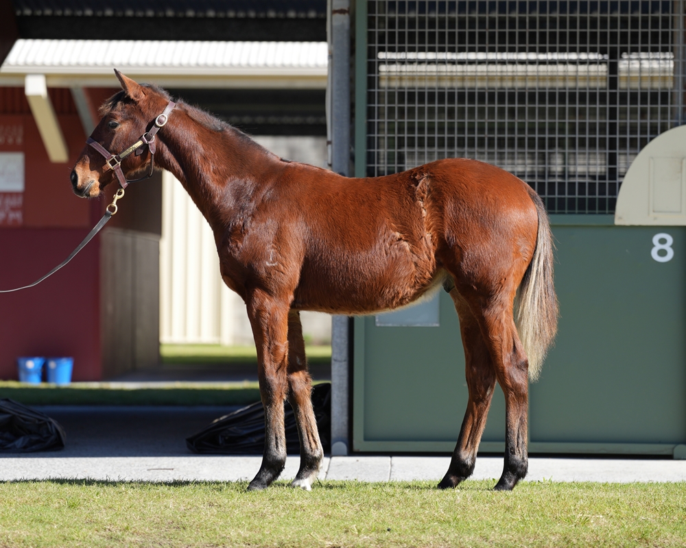 The Autumn Sun (AUS) / Touchabeel (NZ) 2024 Colt - Image 1