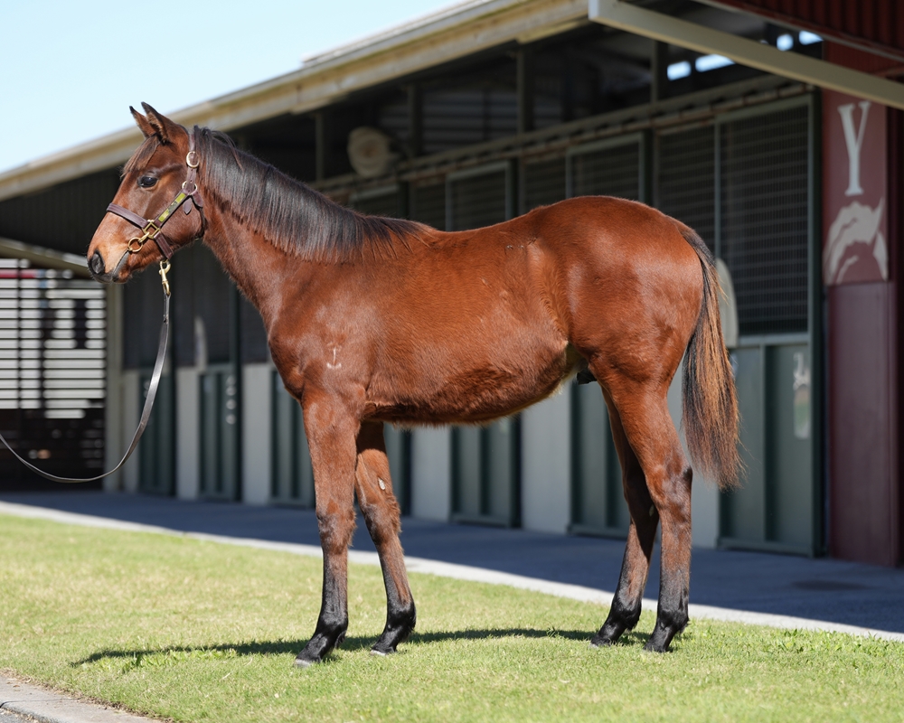 Tassort (AUS) / Trifolium (AUS) 2024 Colt - Image 1