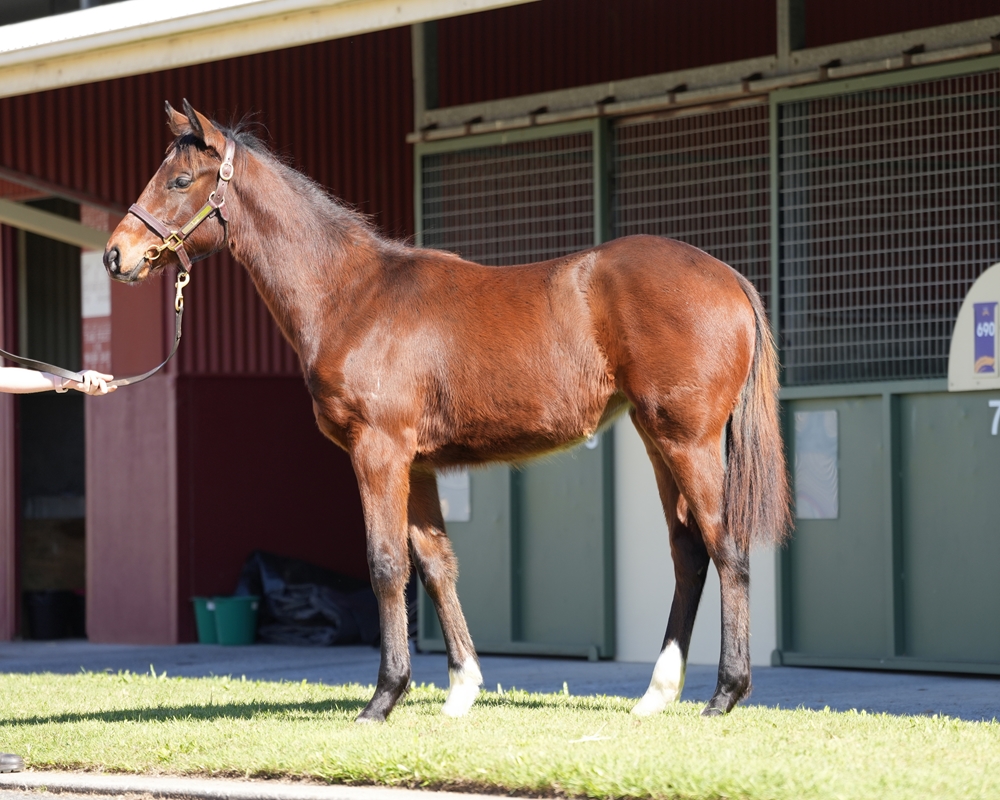 Wild Ruler (AUS) / War Baby (AUS) 2024 Filly - Image 1