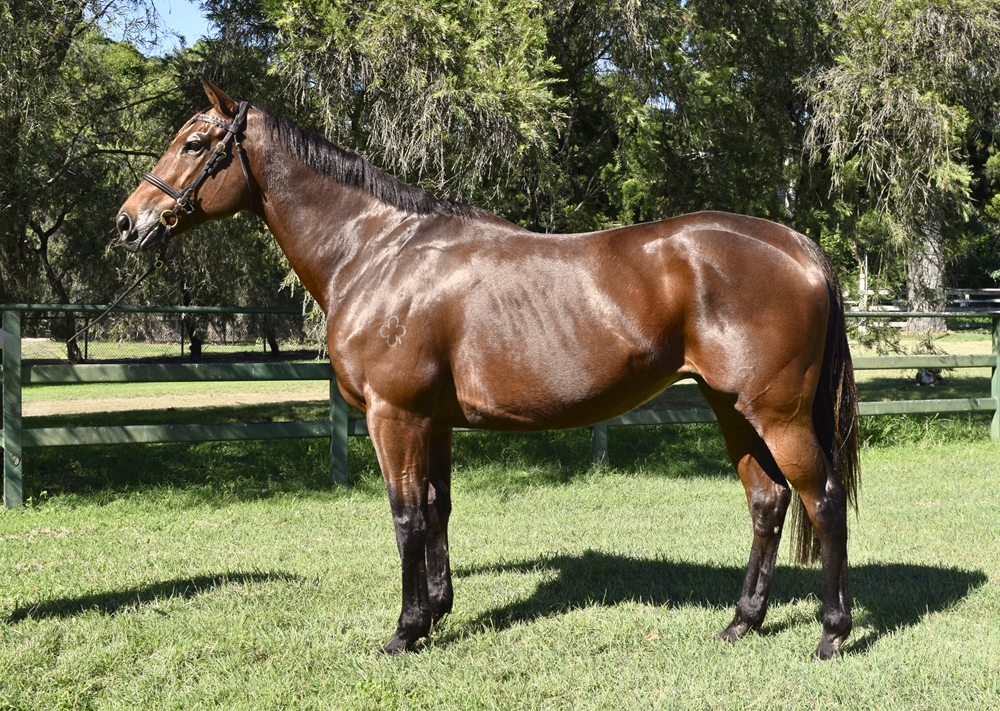 Qarah (AUS) - Image 1