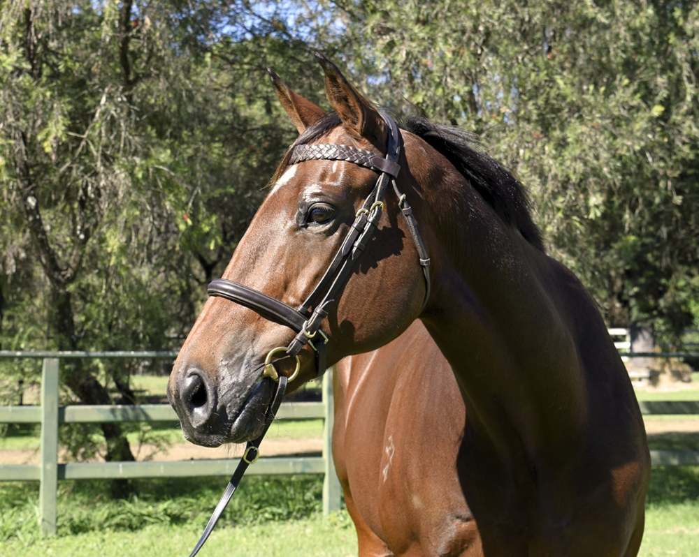 Qarah (AUS) - Image 3