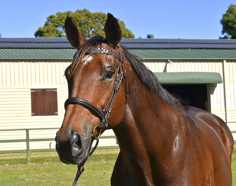 Qarah (AUS) - Image 2