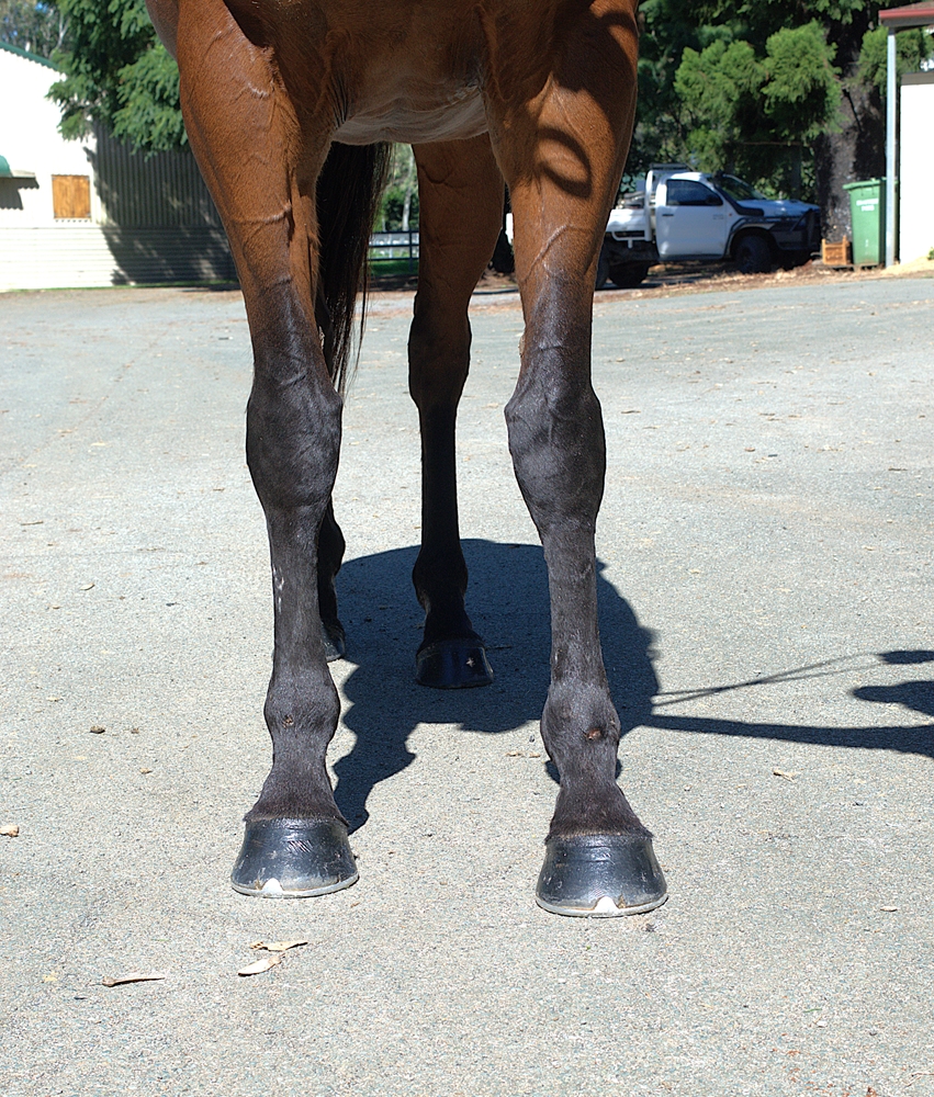 Qarah (AUS) - Image 3