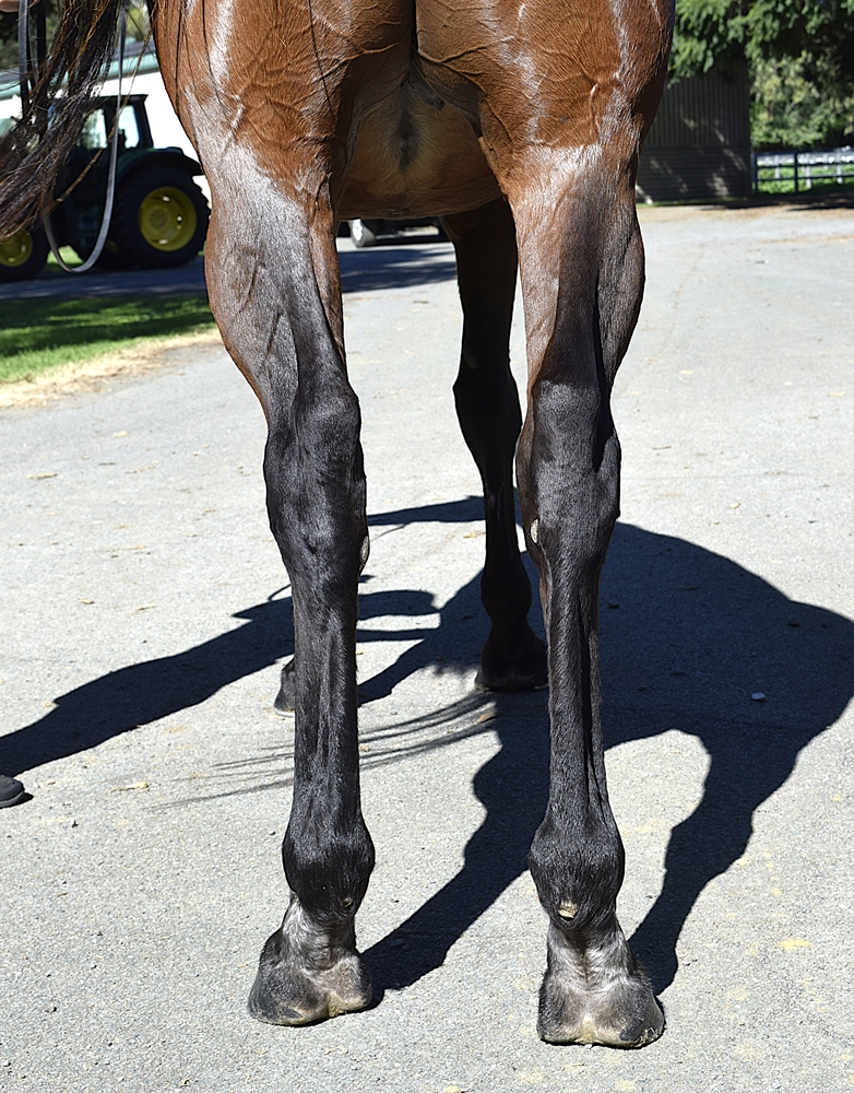 Qarah (AUS) - Image 4