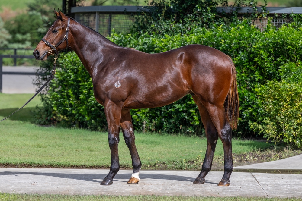 Zousain (AUS) / Took (USA) 2023 Colt - Image 1