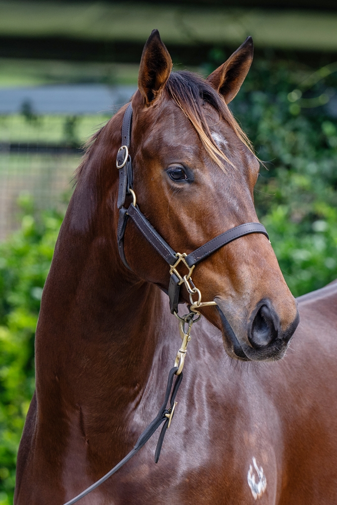 Zousain (AUS) / Took (USA) 2023 Colt - Image 2