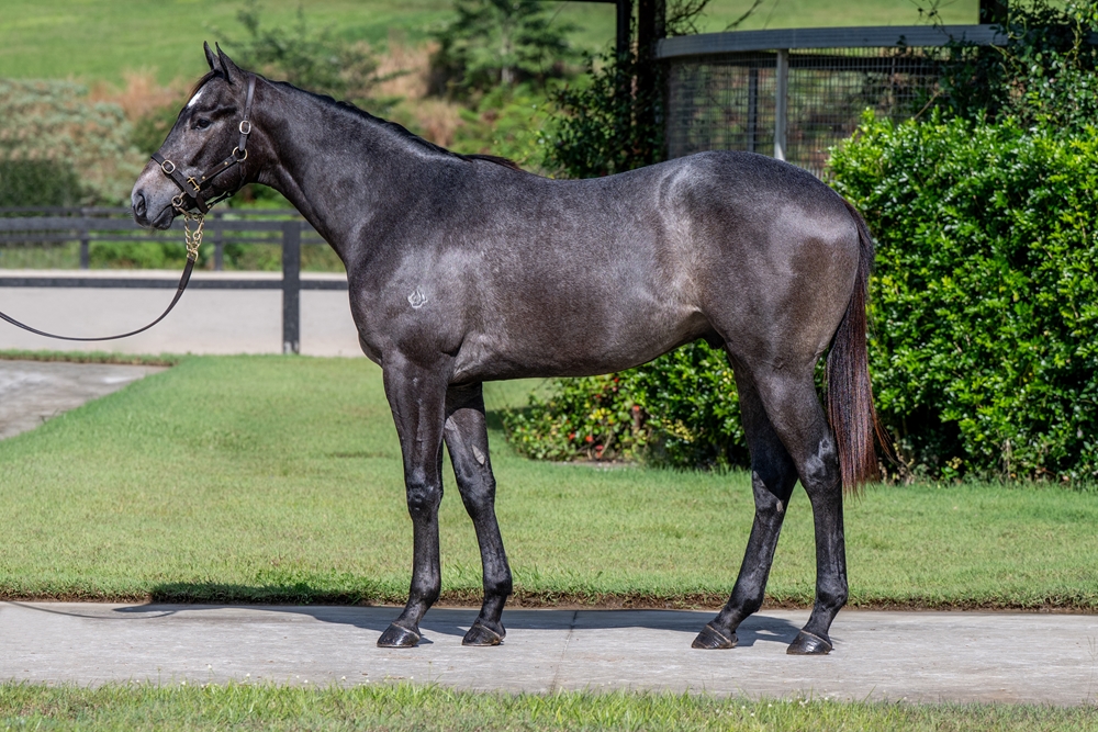 Frosted (USA) / Maddie de Belle (AUS) 2023 Colt - Image 1