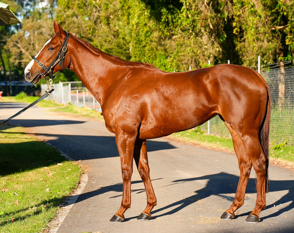 Links (AUS) - Image 1