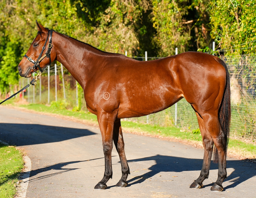 Erno's Cube (AUS) - Image 1