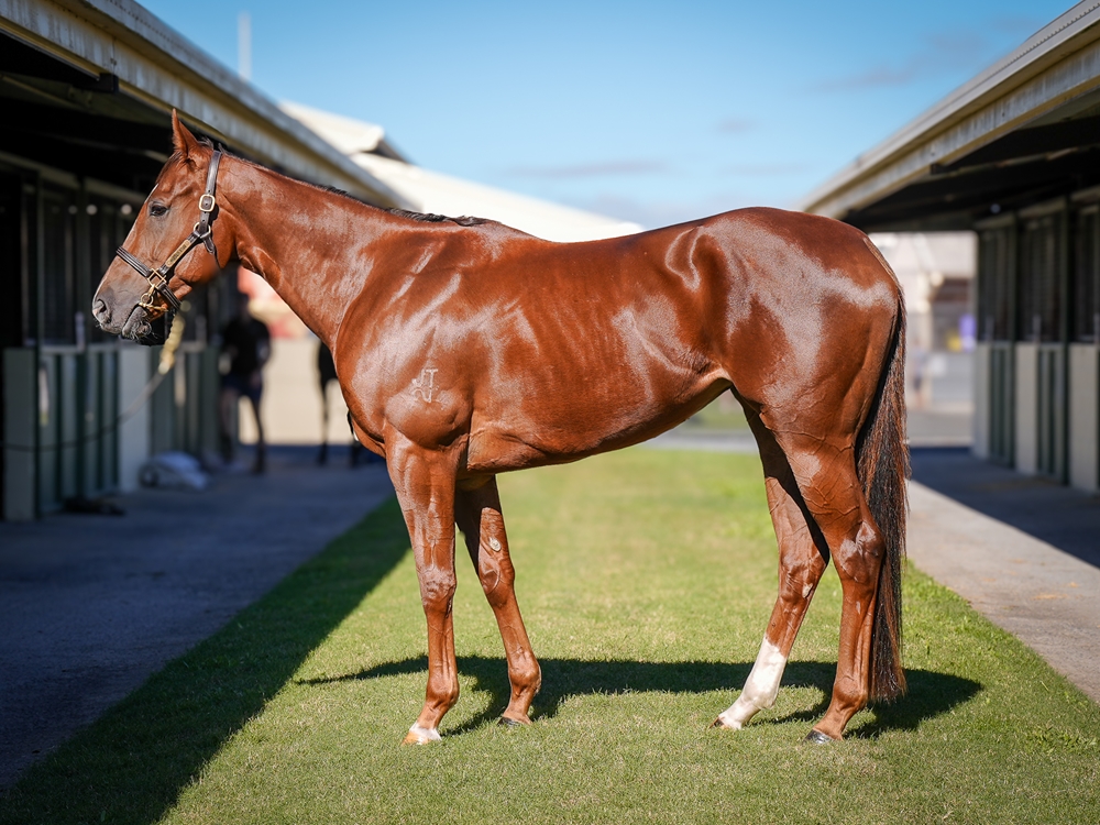 Miss Sunshine (AUS) - Image 1