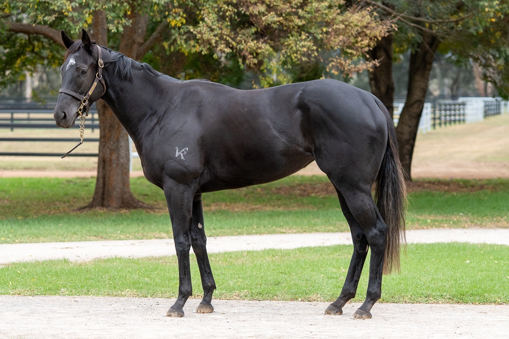 Elegant Artist (AUS) - Image 1