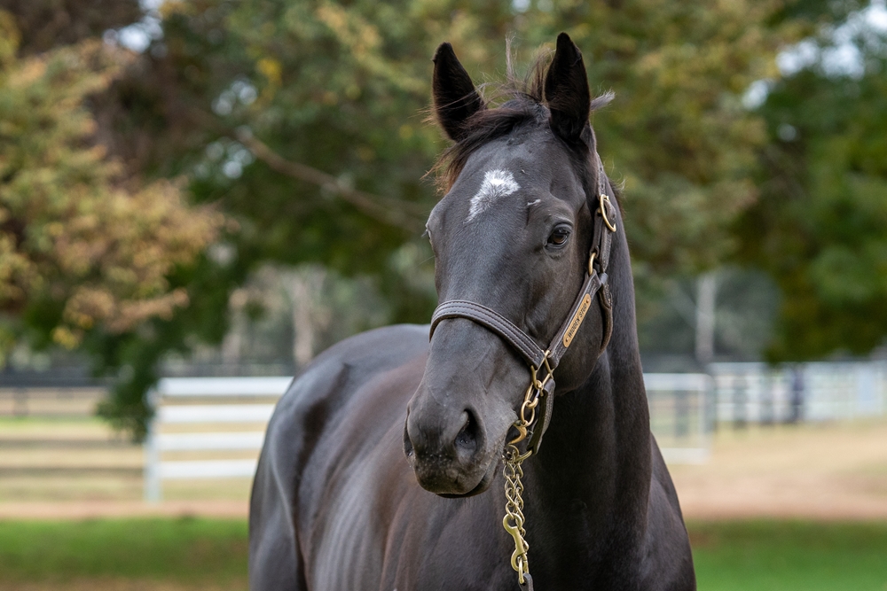 Elegant Artist (AUS) - Image 2