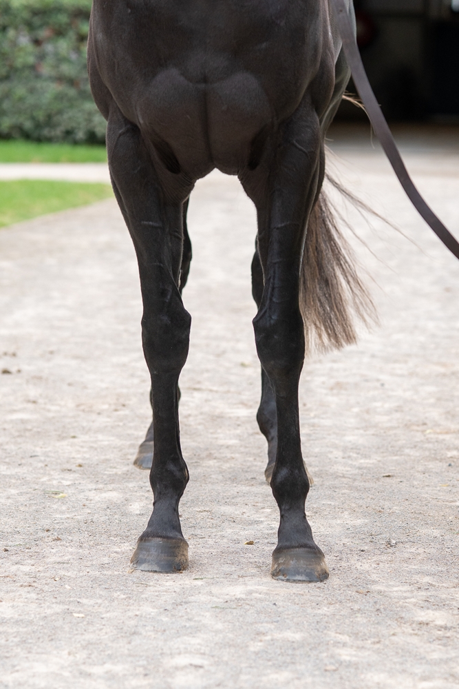 Elegant Artist (AUS) - Image 3