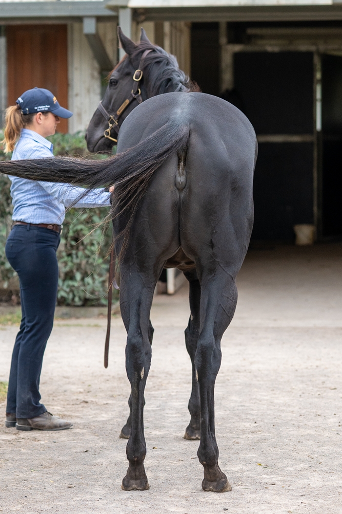 Elegant Artist (AUS) - Image 4