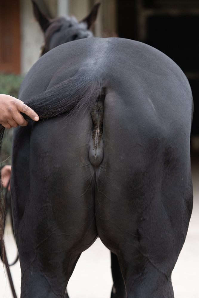 Elegant Artist (AUS) - Image 5