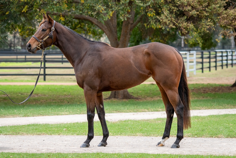 Froebel Star (AUS) - Image 1