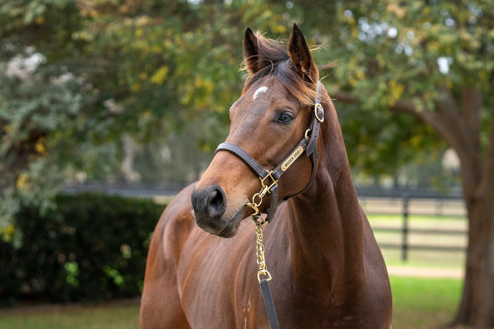 Froebel Star (AUS) - Image 2