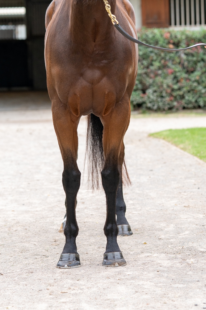 Froebel Star (AUS) - Image 3