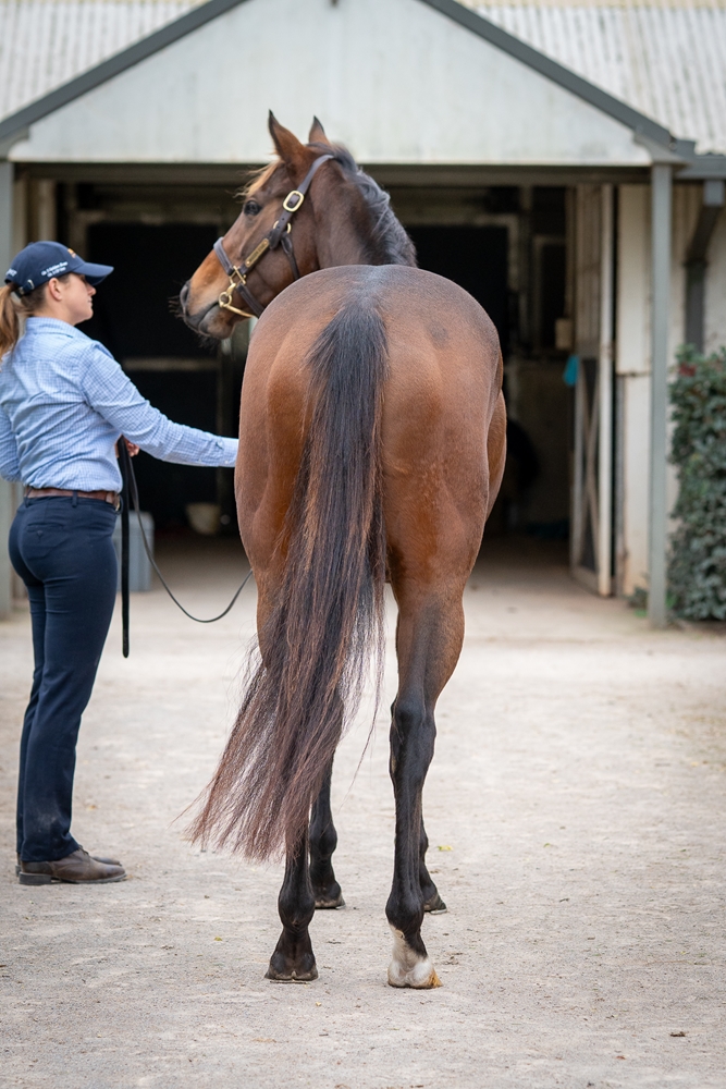 Froebel Star (AUS) - Image 4