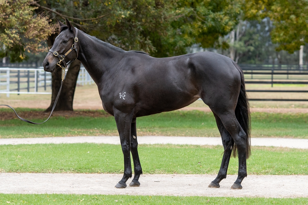 Graceful Artist (AUS) - Image 1