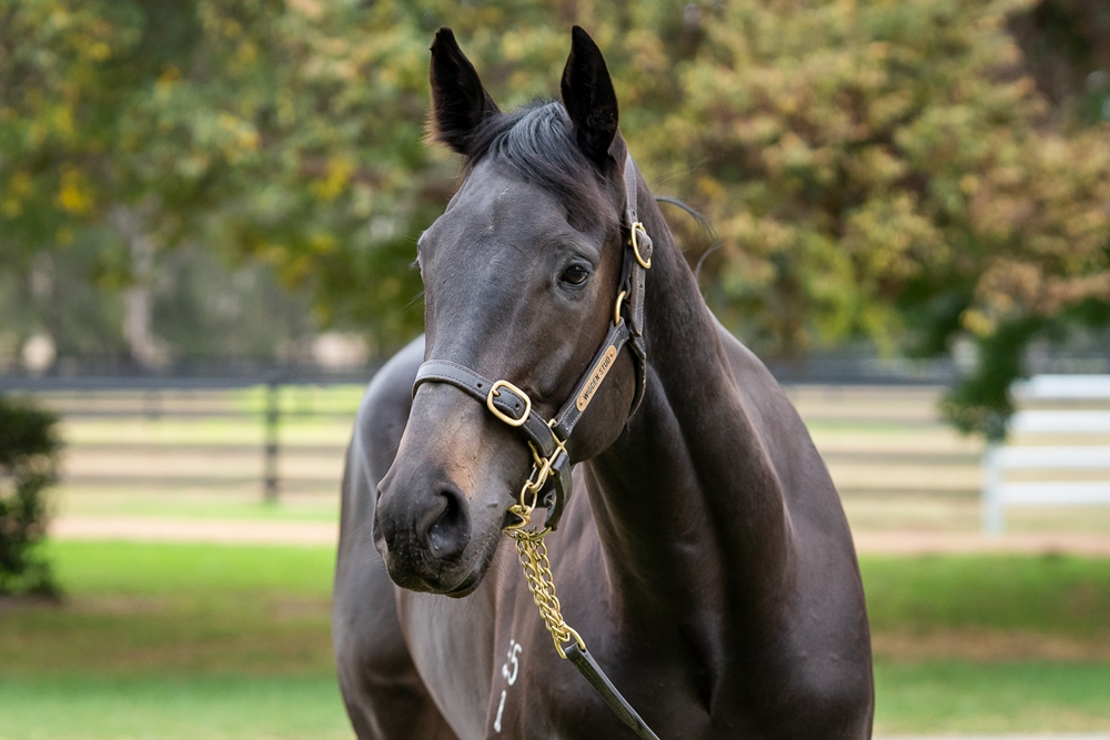 Graceful Artist (AUS) - Image 2