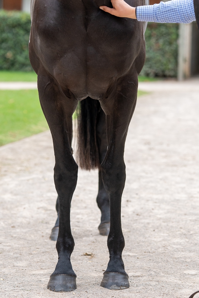 Graceful Artist (AUS) - Image 3