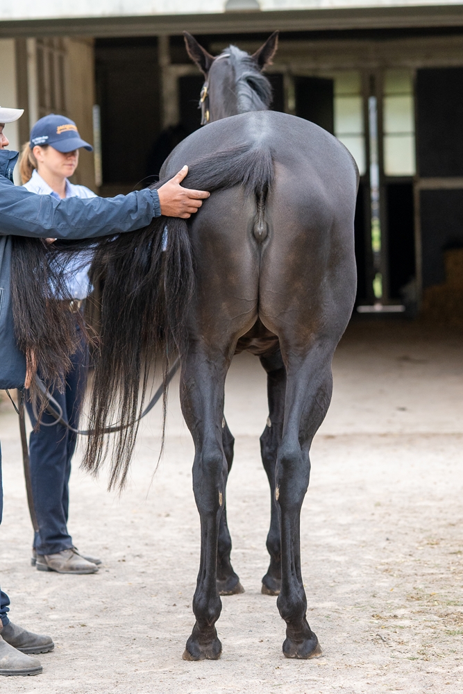 Graceful Artist (AUS) - Image 4